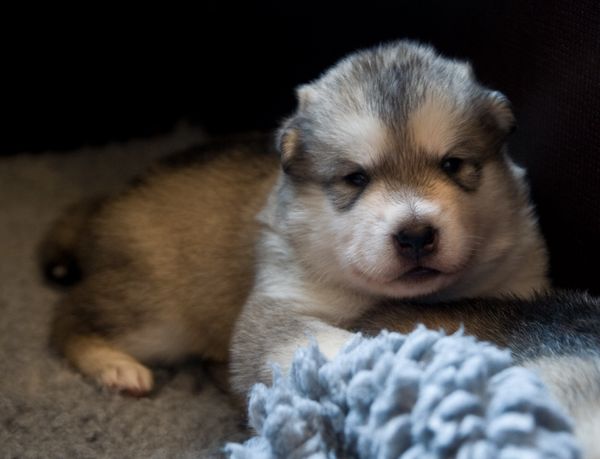 E Wurf 2 Wochen alt.JPG